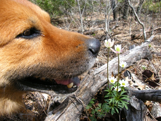 Baeron watching wildflowers at Bear Springs Blossom Nature Preserve, Texas Hill Country