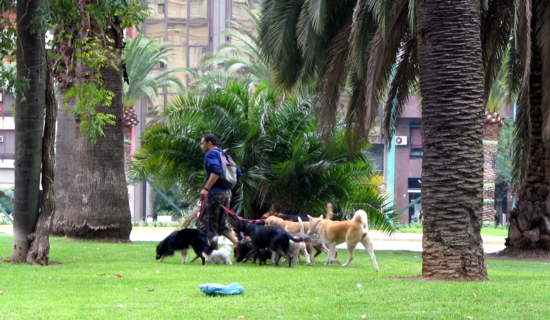 dog-sitters in Buenos Aires