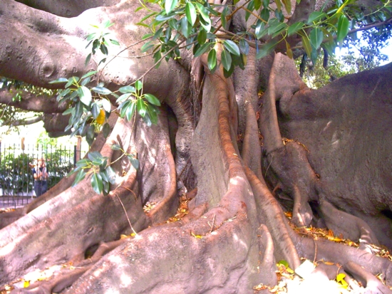 not far from Recoleta you see this old trees