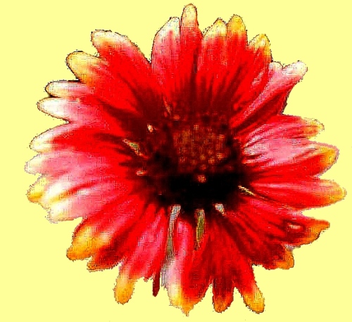 this beautiful blossom is a fire wheel, on fire like Earth's sun, that sends so much energy to Earth, that we would need no additional power plants if we just would harvest the clean energy from Earth's sun