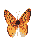 Butterflies vote for saving Earth, want to keep Earth beautiful