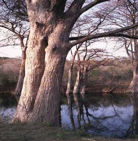 Cypress trees need water, water conservation is very important in the Texas Hill Country