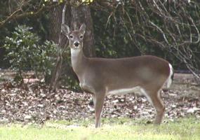 white tail deer getting smaller every year, because natural selection is compromised by missing predators as black bear and coyote