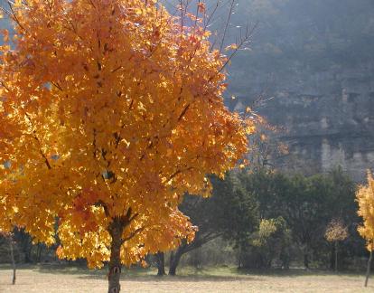 Big tooth maple in fall