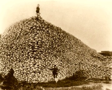 once Earth's prairies were home to millions of bison, also called buffalo. Human killed, murdered these animals, just to have fun and to decimate the food supply or native people