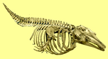 skeleton of a Beluga whale, once found in great numbers in Earth's oceans. But CO2 acidifies our oceans, overfishing killed many marine species, man made chemicals change the oxygen amount, creating dead zones, killing all sea life