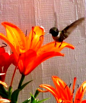 Hummingbird - Kolibri at Bear Springs Blossom Nature Education preserve