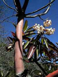 A rare native Texas Madrone tree protected by nature conservation