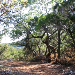 Bear Springs Blossom Nature trail with Madrone trees, juniper ashei, native grasses. On guided tours we walk with you, explaining how nature works, what you can do, why nature education is so important. After visiting our Nature preserve, learn online, get your Master Conservationist certificate for adult nature education. Learn about nature conservation, water conservation, air pollution, recycling