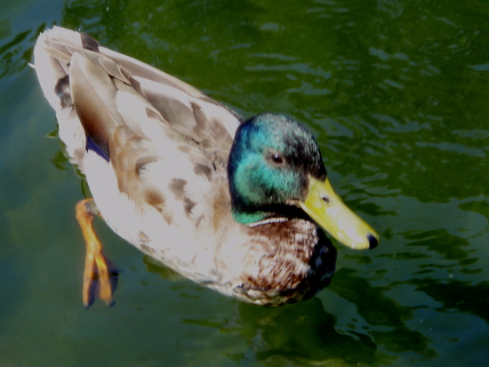 male duck in glacis park in Neu-Ulm