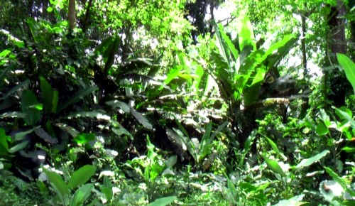 rain forest Regenwald are endangered - already half of rainforests are destroyed