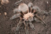 tarantulas are roaming our nature preserve. Our nature conservation courses teach why an intact food-chain protects wildlife and humans. Guided tours show native wildlife. BSB wildlife nature preserve protects native plants, animals, explains + educates, and gives online education on nature conservation