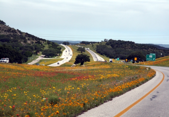 wildflowers along highway 10 in the Texas Hill Country - beautiful in spring, conserved nature