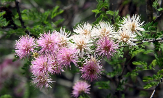 beautiful spring flowers of mimosa at Bear Springs Blossom Nature reserve
